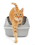 SO PHRESH GREY&WHITE LIFT TO SIFT CAT LITTER PAN QUICKLY CLEANS BOXES IN THREE EASY STEPS